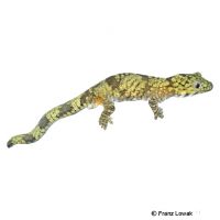Bauer's Chameleon Gecko (Eurydactylodes agricolae)