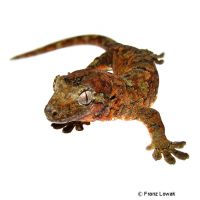 Bavay's Giant Gecko (Mniarogekko chahoua)