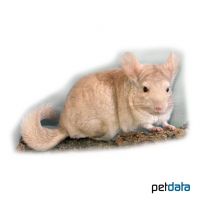 Beige Chinchilla (Chinchilla chinchilla 'Beige')