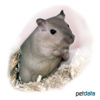 Beige Gerbil (Meriones unguiculatus 'Beige')