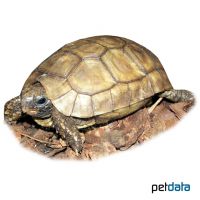 Bell’s Hingeback Tortoise (Kinixys belliana)
