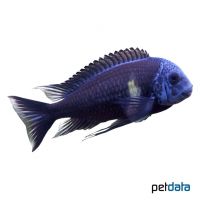 Bemba-Duboisi (Tropheus duboisi 'Bemba')