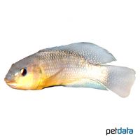 Bermin Dwarf Tilapia (Coptodon snyderae)