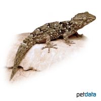 Bibron's Thick-toed Gecko (Chondrodactylus bibronii)