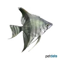 Bicolor Angelfish (Pterophyllum scalare var.)