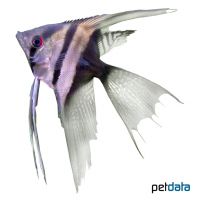 Bicolor Veil Angelfish (Pterophyllum scalare var.)