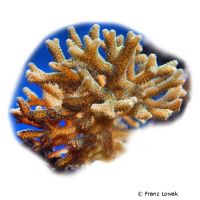 Birdsnest Coral (SPS) (Seriatopora caliendrum)