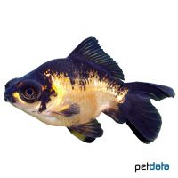 Black & Gold Dragon Eye Goldfish (Carassius auratus auratus)