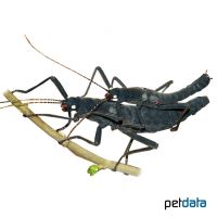 Black Beauty Stick Insect (Peruphasma schultei)