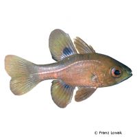 Black Cardinalfish (Apogonichthyoides melas)