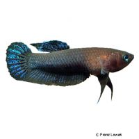 Black Dwarf Betta (Betta persephone)