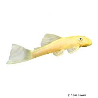 Black Eyed Yellow Bristlenose Catfish (Ancistrus cf. cirrhosus 'Black Eyed Yellow')