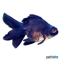 Black Fantail Goldfish (Carassius auratus auratus)