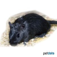 Black Gerbil (Meriones unguiculatus 'Black')