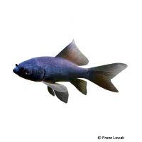 Black Goldfish (Carassius auratus)