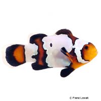 Black Ice Clownfish (Amphiprion ocellaris 'Black Ice')