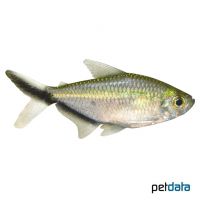 Black Line Tail Tetra (Moenkhausia costae)