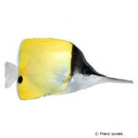 Black Long-nosed Butterflyfish (Forcipiger longirostris)