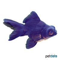 Black Moor Goldfish (Carassius auratus auratus)