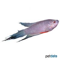 Black Paradise Fish (Macropodus spechti)