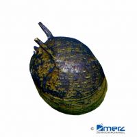 Black Sowerbianum Nerite Snail (Clithon sowerbianum 'Black')