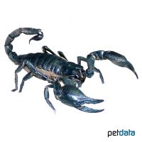 Black Thai Giant Scorpion (Heterometrus scaber)