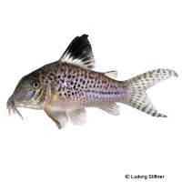 Black Top Cory (Corydoras acutus)