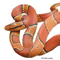 Black-banded Trinket Snake (Oreocryptophis porphyraceus laticinctus)