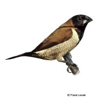 Black-faced Munia (Lonchura molucca)