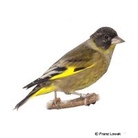 Black-headed Greenfinch (Chloris ambigua)