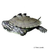 Black-knobbed Map Turtle (Graptemys nigrinoda)