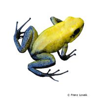 Black-legged Poison Frog (Phyllobates bicolor)
