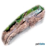 Black-necked Agama (Acanthocercus atricollis)