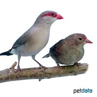 Black-rumped Waxbill (Estrilda troglodytes)