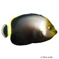Black-velvet Angelfish (Chaetodontoplus melanosoma)