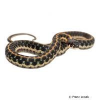 Blackneck Garter Snake (Thamnophis cyrtopsis)
