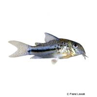 Blackstripe Corydoras (Corydoras bondi)