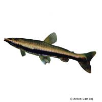 Blackstripe Pencilfish (Nannostomus harrisoni)