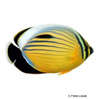 Blacktail Butterflyfish (Chaetodon austriacus)