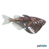 Blackwing Hatchetfish (Carnegiella marthae)