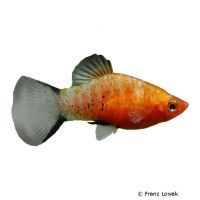 Bleeding Heart Comet Platy (Xiphophorus maculatus var.)