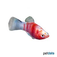 Bleeding Heart Platy (Xiphophorus maculatus var.)