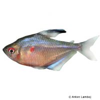 Bleeding Heart Tetra (Hyphessobrycon erythrostigma)