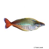 Bleher's Rainbowfish (Chilatherina bleheri)