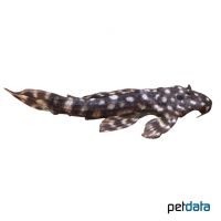 Blizzard Cactus Pleco L65 (Pseudacanthicus sp. 'L065')