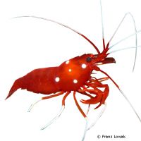 Blood Red Fire Shrimp (Lysmata debelius)