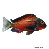 Blood Throat Tropheus (Tropheus sp. 'Red Livua')