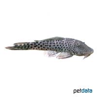 Bloodfin Bulldog Pleco (Chaetostoma lineopunctatum)