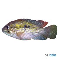 Blue Acara (Andinoacara pulcher)