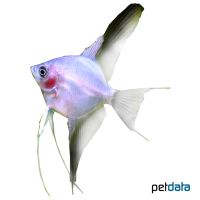 Blue Angelfish (Pterophyllum scalare var.)